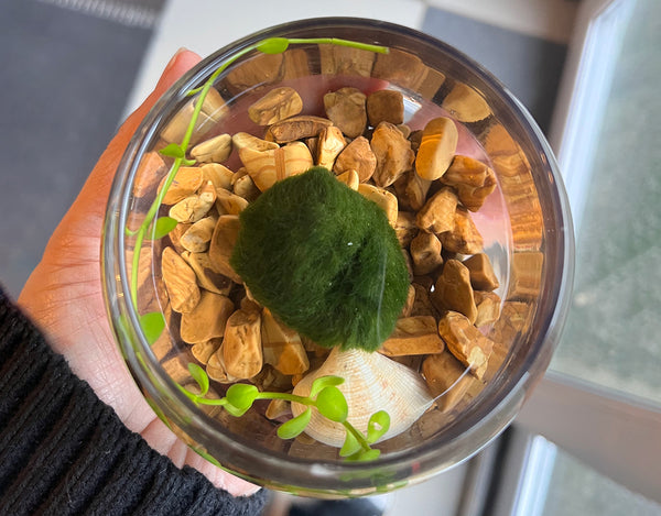 La danza del Marimo