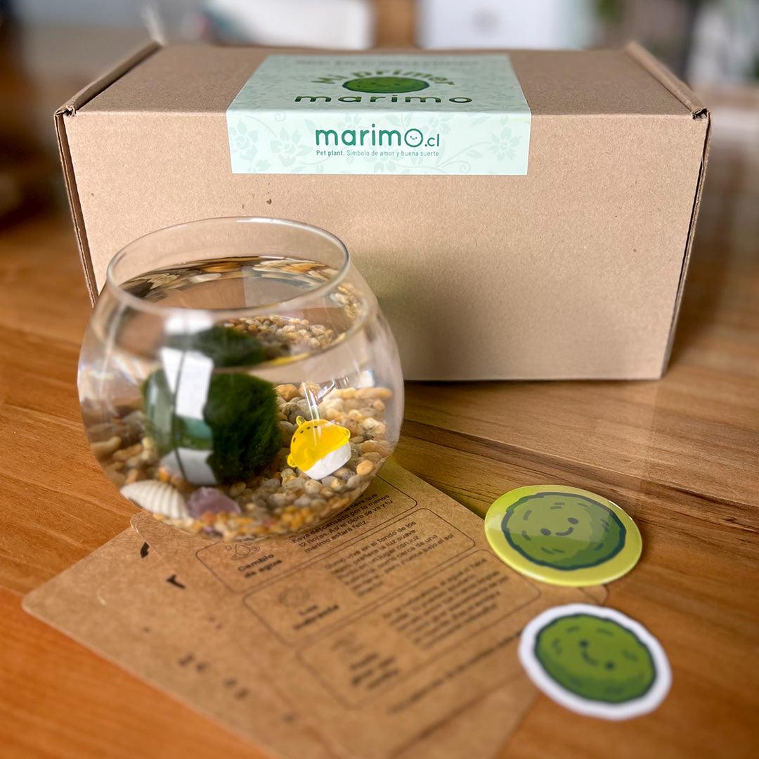 Kit Mi Primer Marimo (SIN LLAVERO)
