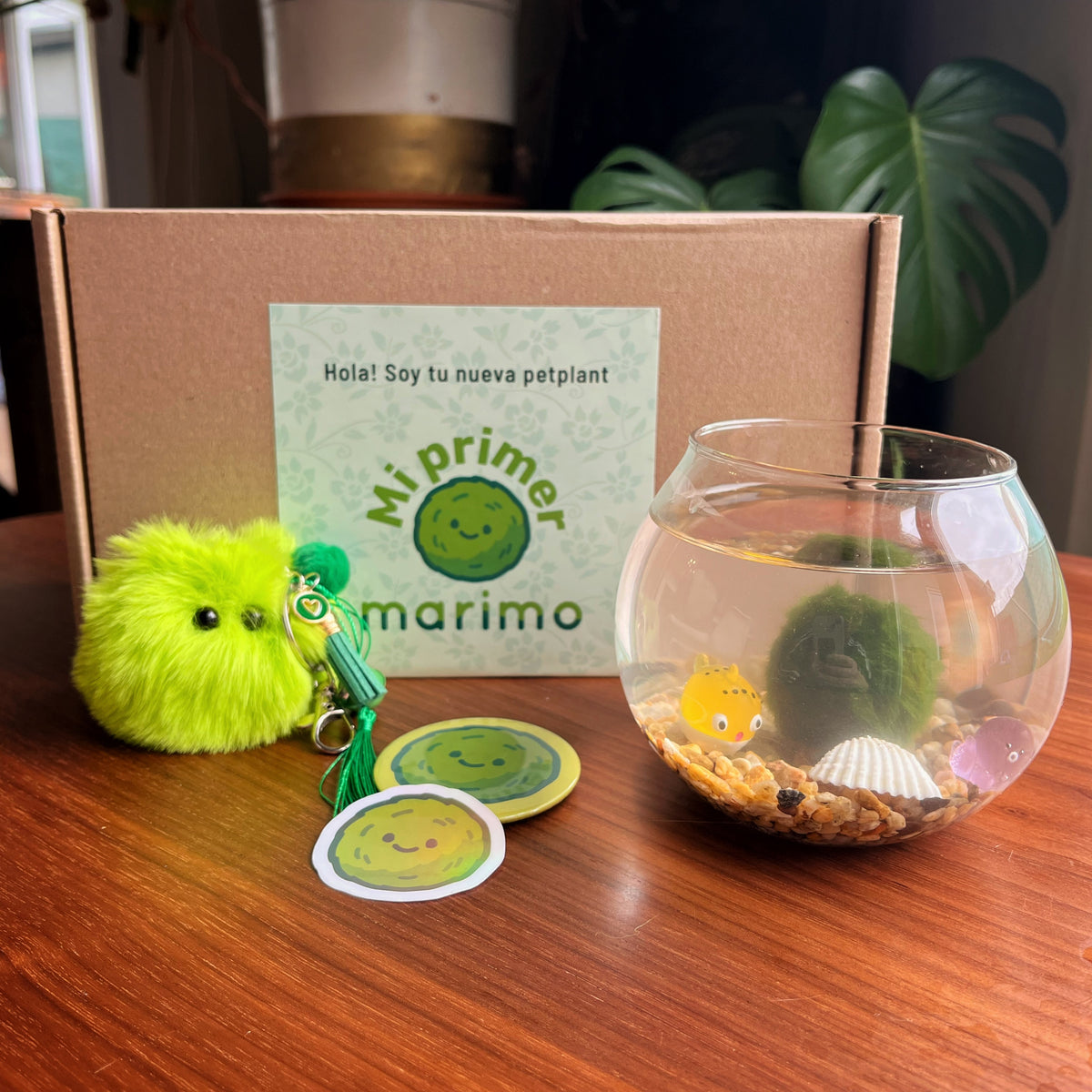 Kit Marimo Regalo Chile | Mi Primer Marimo 🌿 | marimo.cl – Marimo Petplant