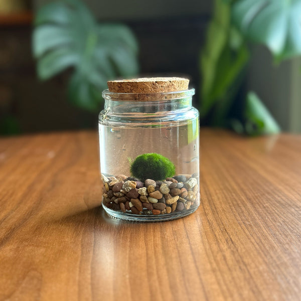 Kit Marimo Esencial