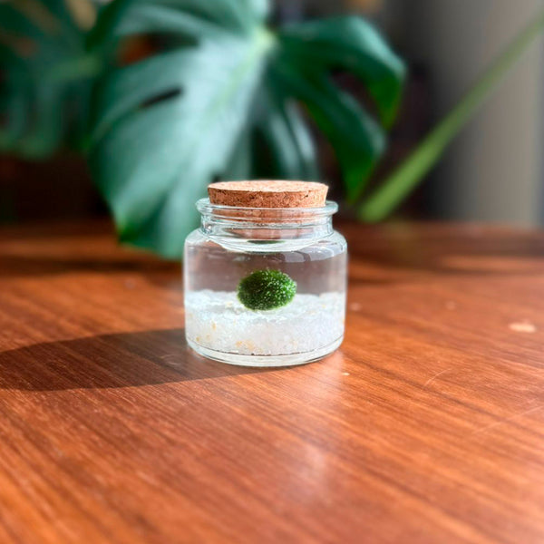 kit Baby Marimo