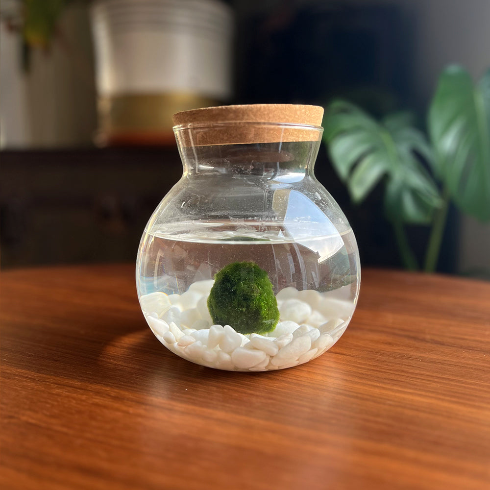 Marimo grande de 4 cm en burbuja de vidrio con tapa de corcho, tamaño L