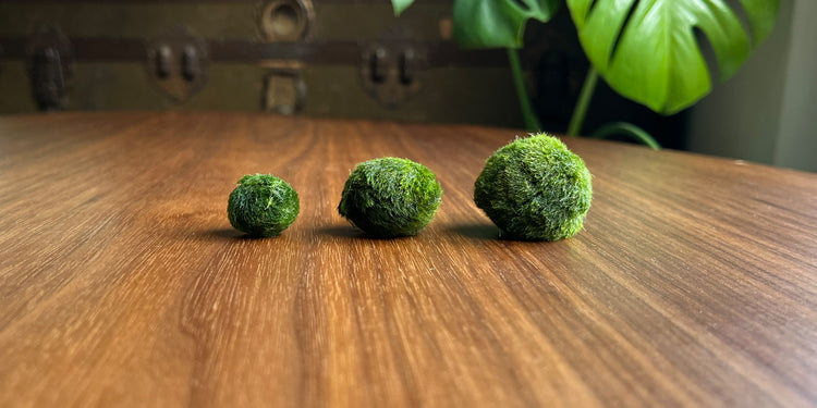 ¿Qué son los Marimos? – Marimo Petplant