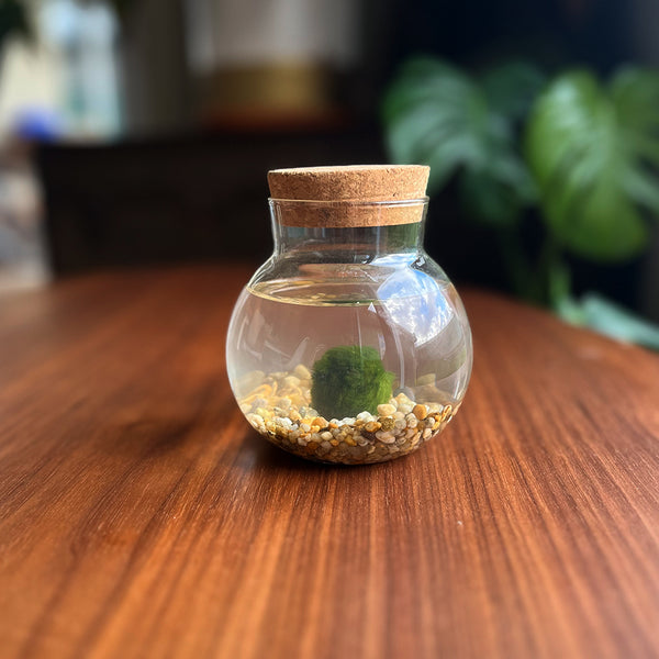 Kit Burbuja S